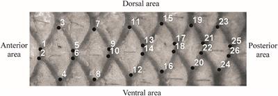 Fish Species Identification Using the Rhombic Squamation Pattern